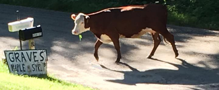 Wandering Cow